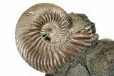 Iridescent, Pyritized Ammonite (Quenstedticeras) Fossil Display #344268-1